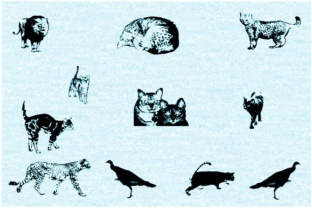 Cat E Poultry: The Enduring Legacy of Nature’s Most Adaptable Companion
